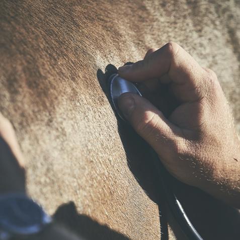 stehoscope on horse