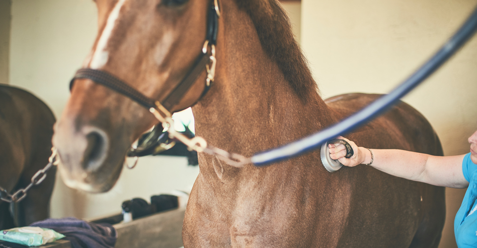 horse in stall