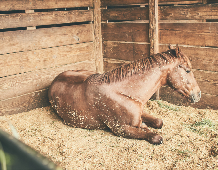 horse laying in stall