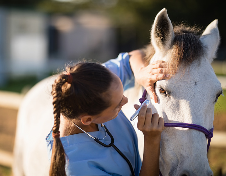 Veterinarian examining horses eye for recurrent corneal ulcers 