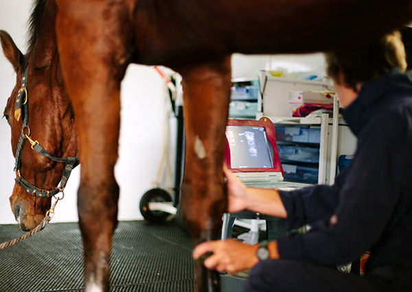 Brown horse being examined for desmitis/tendonitis