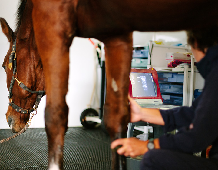 Brown horse being examined for desmitis/tendonitis