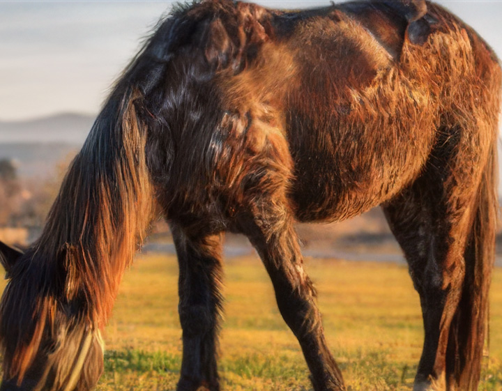 Brown horse with generalized hypertrichosis