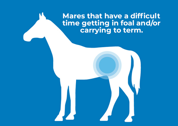 Horse graphic of mare that has a difficult time getting in foal and/or carrying to term.