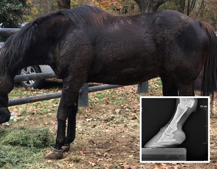 Black horse with x-ray 