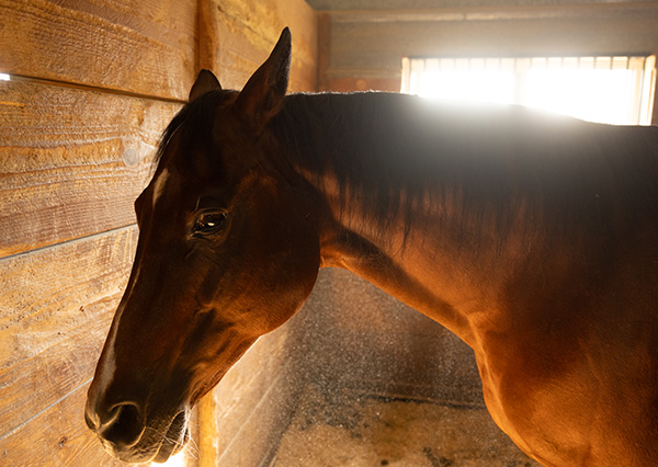 Lethargic brown horse in stall