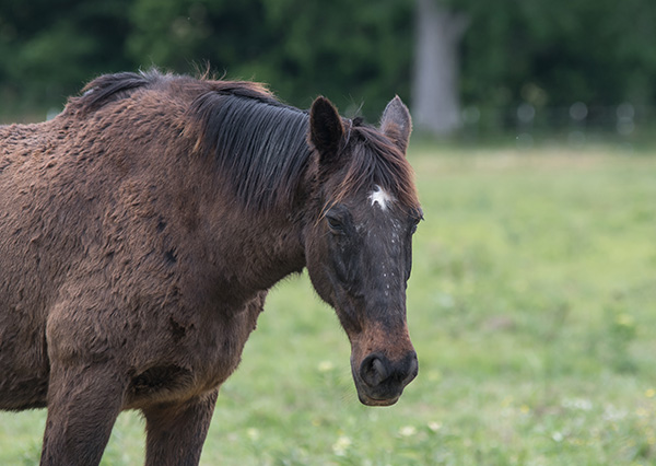 Brown horse with loss of seasonal hair coat shedding