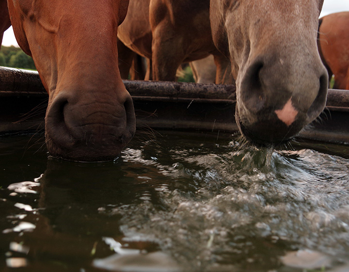Horses with polyuria/polydipsia drinking water