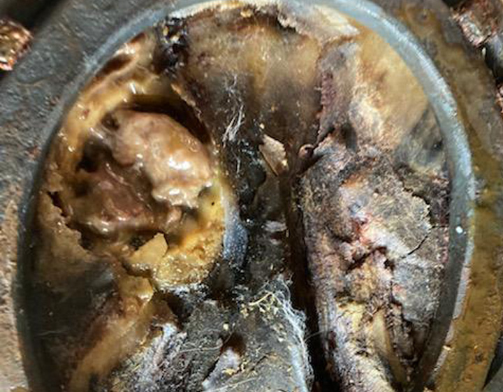 Horse hoof with recurrent infection