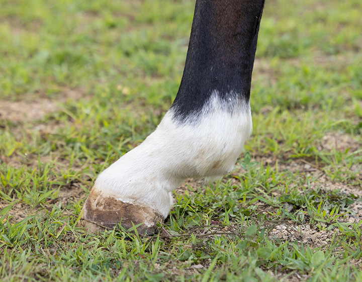 Horse leg with tendon/ligament laxity