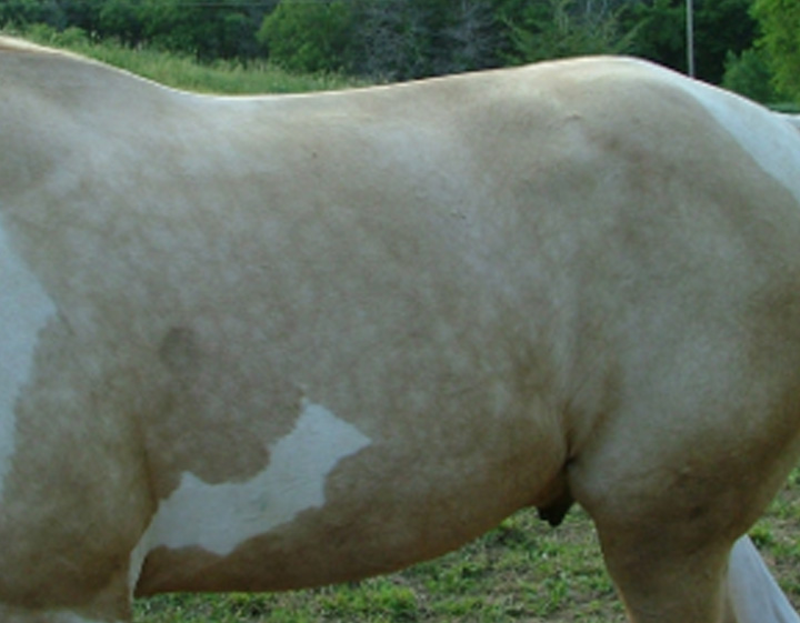 Brown and white horse with topline muscle atrophy